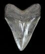 Serrated Megalodon Tooth - Georgia #32669-2